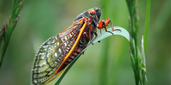 cicada bugs 2021
