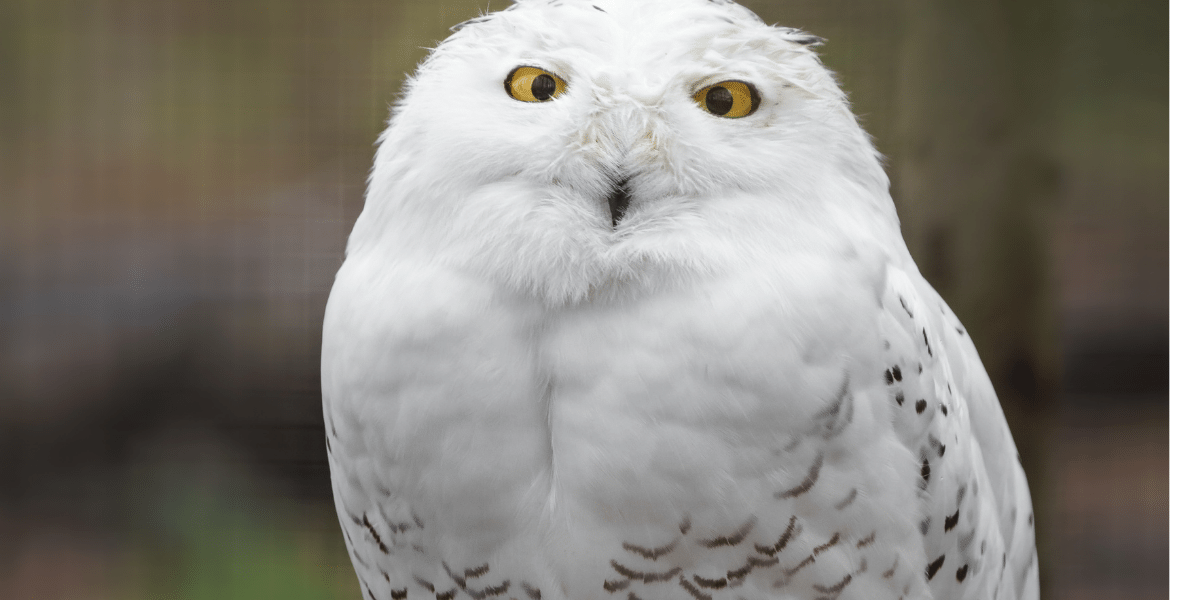 Snowy Owls Make Annual Appearance | WGRT