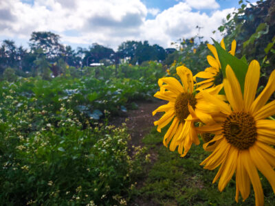 Seed & Soul Society Garden Photo by Choze Powell