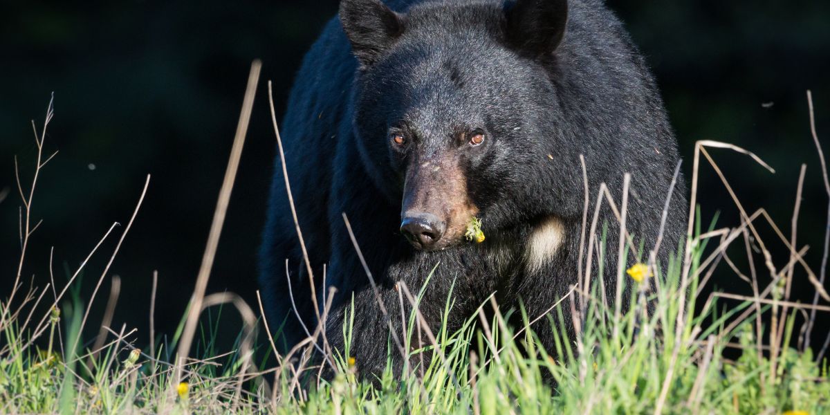 Black Bear Warning Issued By Michigan Dnr Wgrt 8493