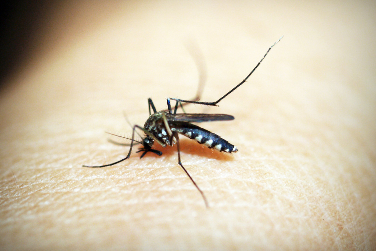 Dont Be Caught Off Guard Eastern Equine Encephalitis In Southern New England 2025 - m6teu3p