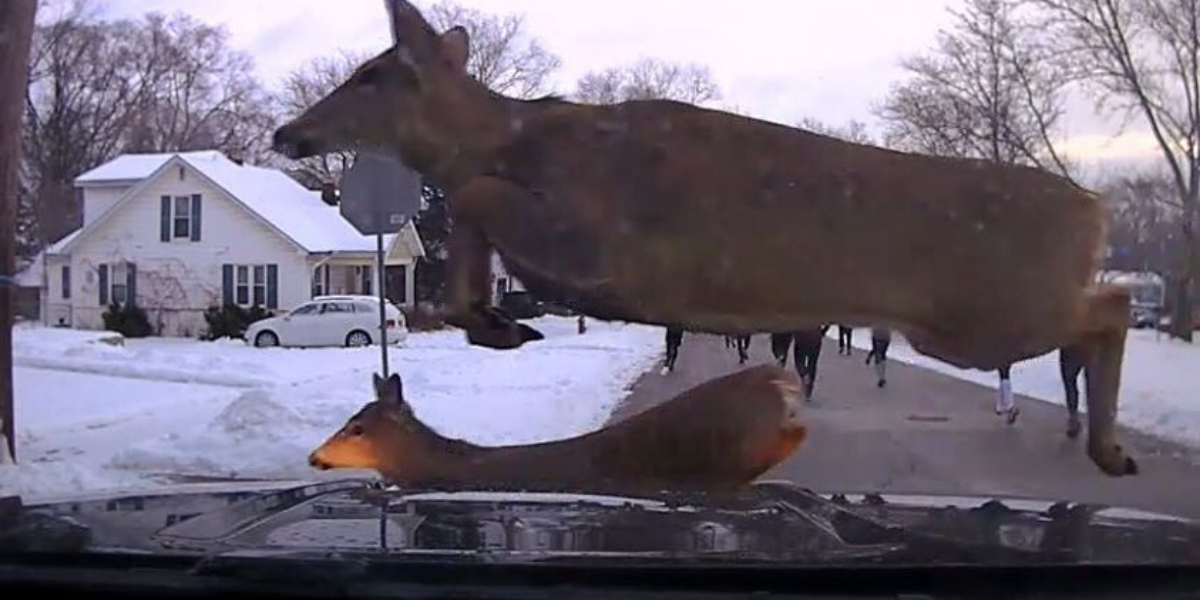 Dashcam Deer Surprise | WGRT