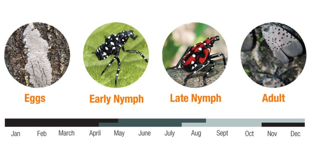 MDARD asks for Reports of Spotted Lanternfly Sightings | WGRT